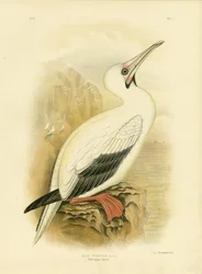 Gannet červenonohý, 1891